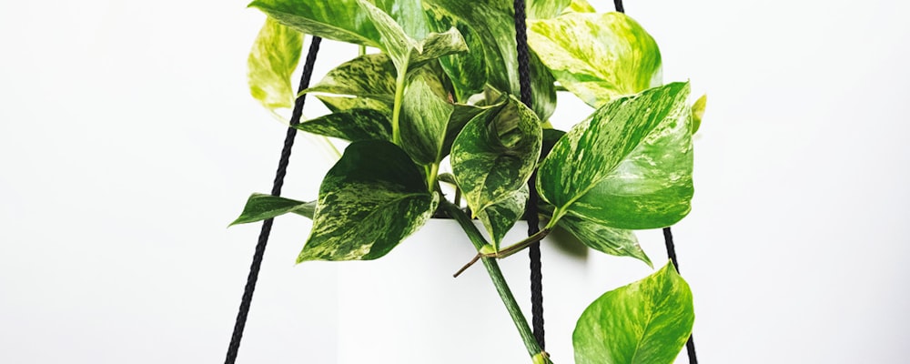 2026世界杯小组赛比赛现场全景 - 球迷欢呼与球场盛况